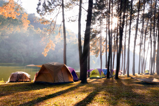 deer crossing camp